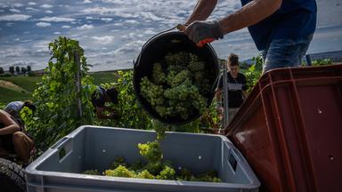 Weinlese in der Champagne