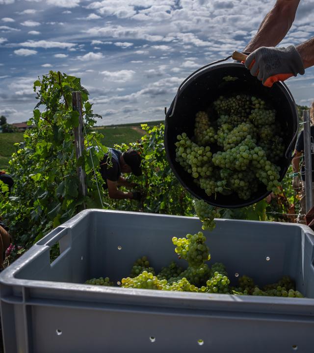 Weinlese in der Champagne