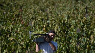 FRANCE-ENVIRONMENT-CLIMATE-VINICULTURE-ECONOMY