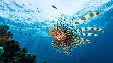 Faszinierende Unterwasserwelt - Die besten Bilder des Fotowettbewerbs um die Underwater Awards Australasia 2026