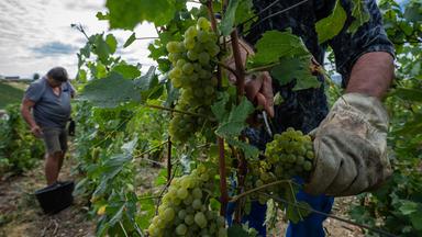 Frankreich erwartet schwache Weinlese nach Hitzesommer
