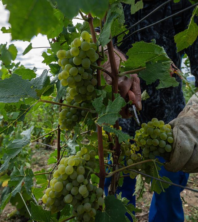 Frankreich erwartet schwache Weinlese nach Hitzesommer