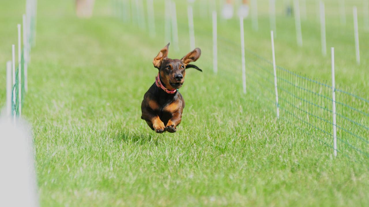 Dachshund race: short legs, great ambition