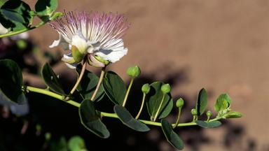 Kapernblüte
