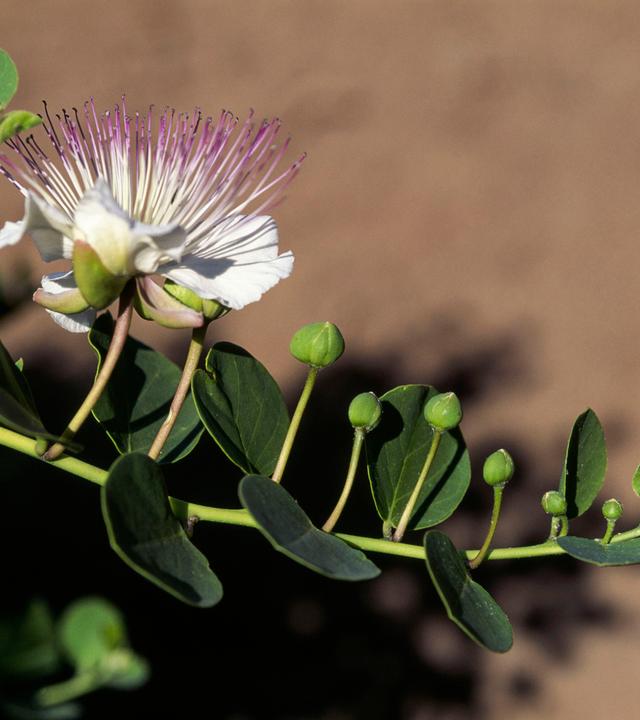 Kapernblüte
