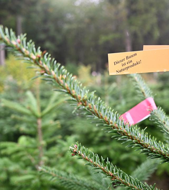 Weihnachtsbäume vor der Saison
