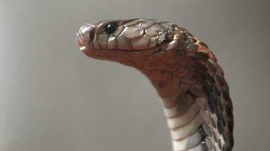 Wenn das Serum gegen Schlangenbisse fehlt