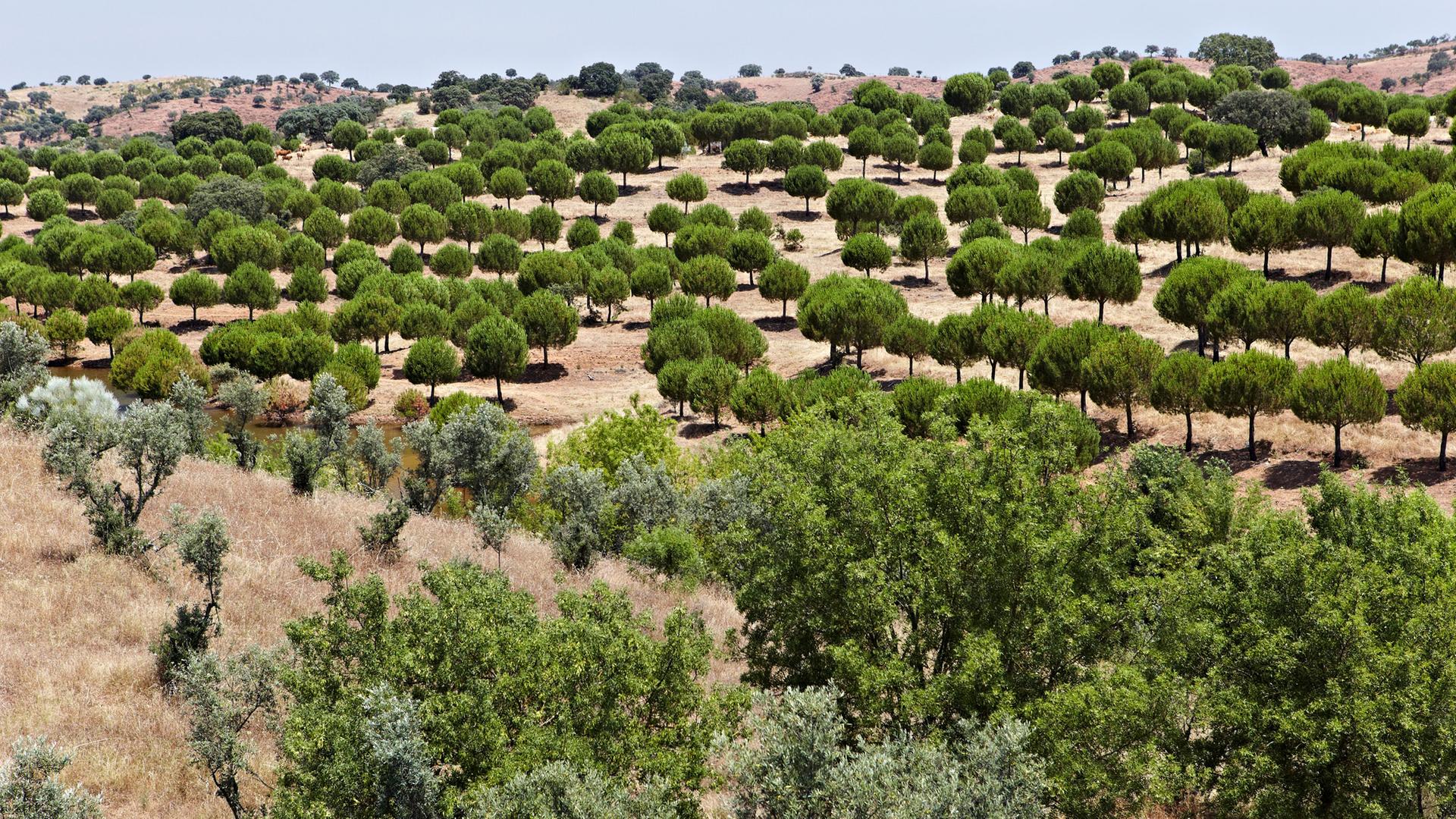 pinienwald in portugal