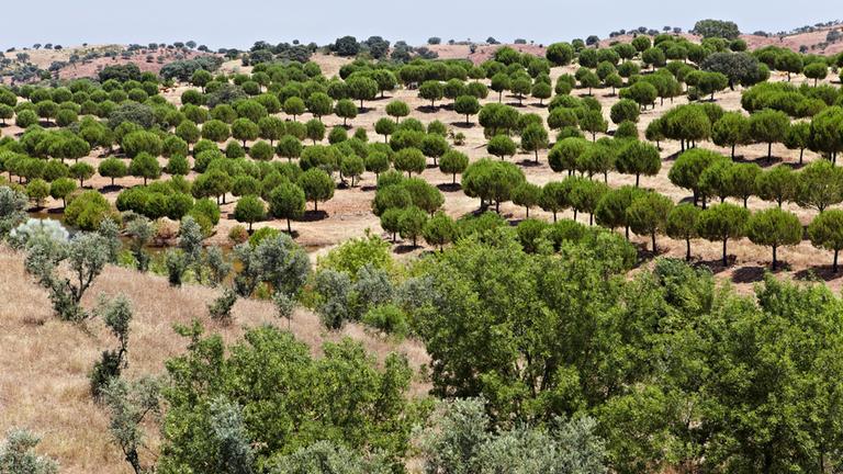 pinienwald in portugal