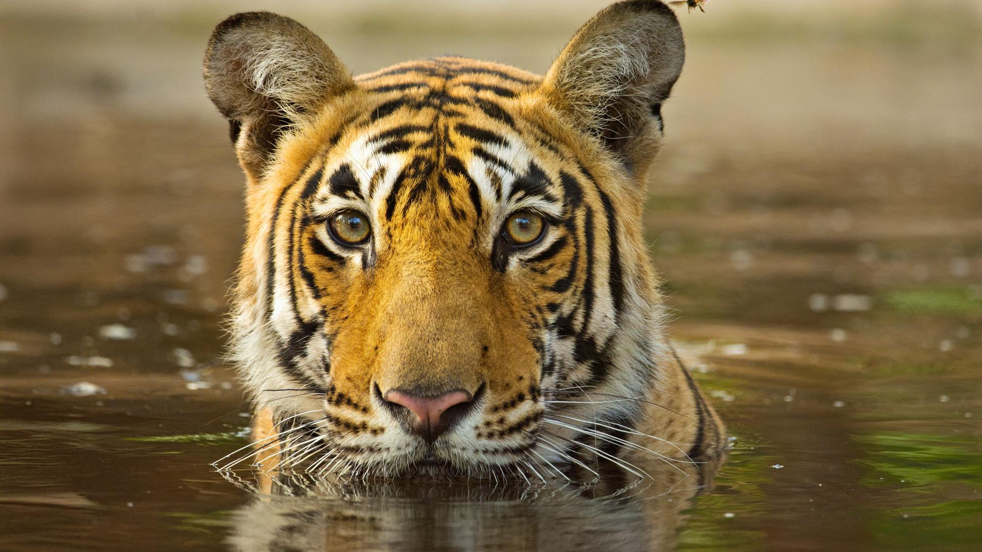 Potrait Tiger im Wasser.
