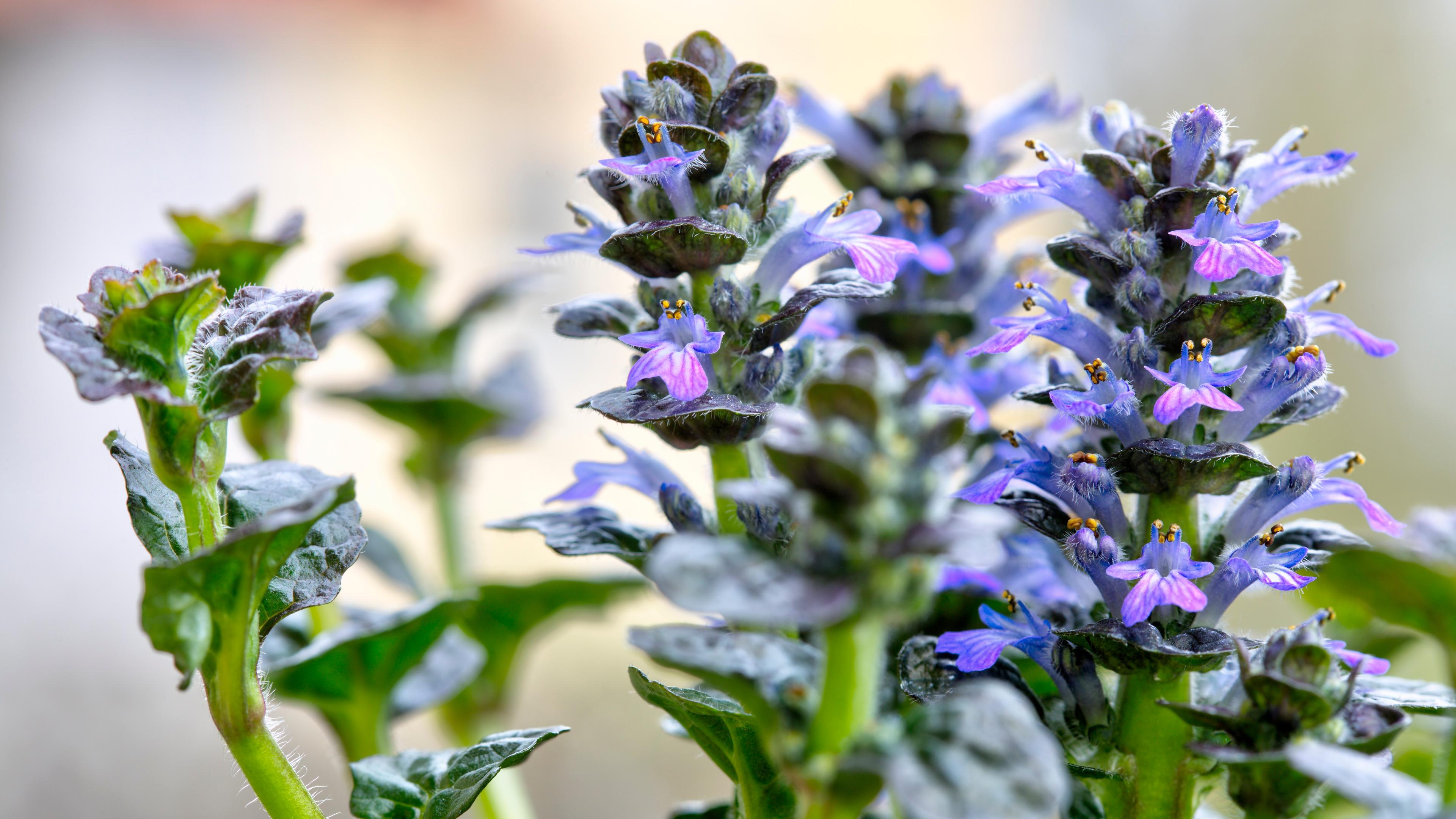 Ajuga