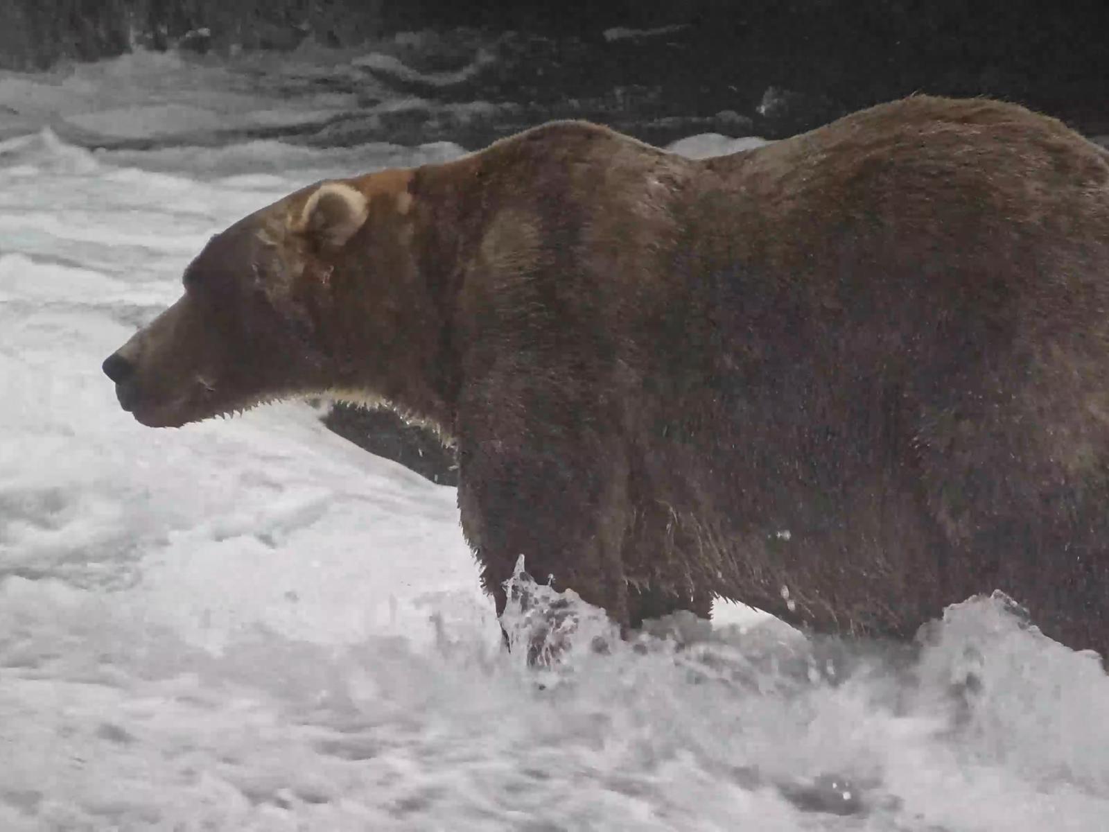 Braunbär "Backpack" ist der dickste von allen