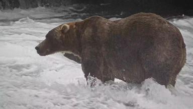 Braunbär "Backpack" ist der Gewinner des "Fat Bear"-Wettbewerbs in Alaska.