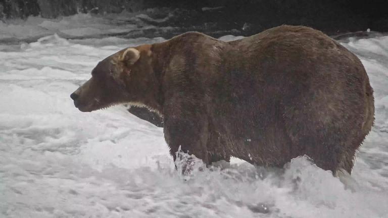 Braunbär "Backpack" ist der Gewinner des "Fat Bear"-Wettbewerbs in Alaska.