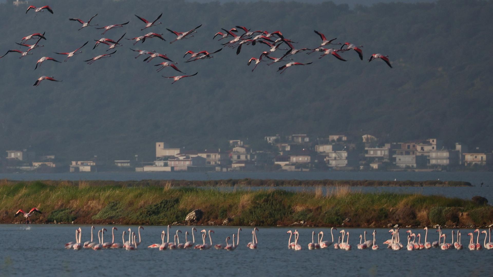 Kühe laufen am Strand einer Lagune entlang. Die Lagune ist umgeben von dunklen grünen Bergen.