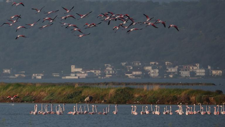 Kühe laufen am Strand einer Lagune entlang. Die Lagune ist umgeben von dunklen grünen Bergen.