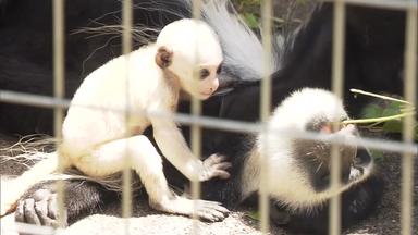 Ein extrem seltenes Albino-Affenbaby von der Art der Abessiener-Stummelaffen.