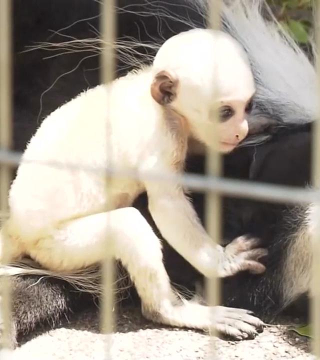 Ein extrem seltenes Albino-Affenbaby von der Art der Abessiener-Stummelaffen.