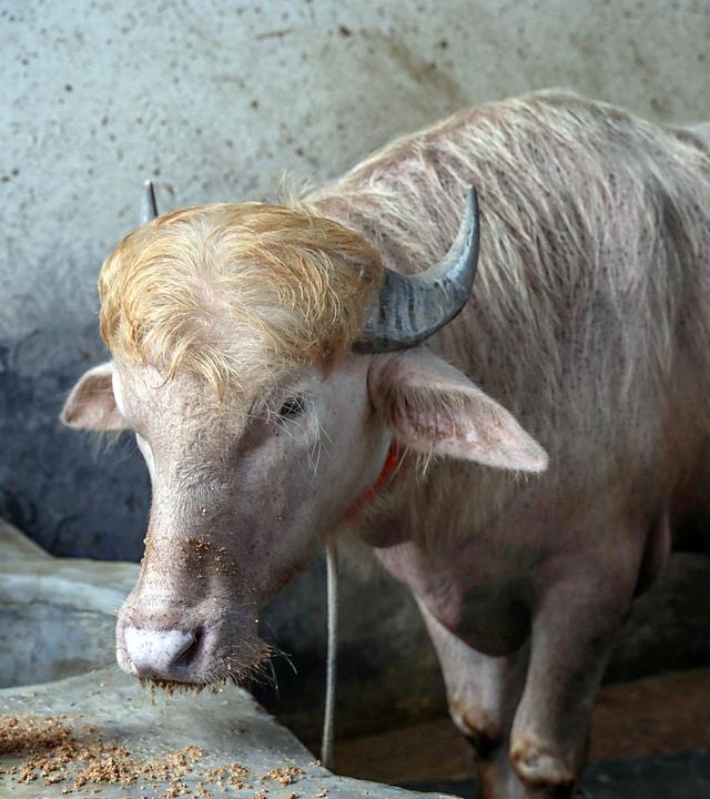 Der Albino-Büffel, genannt "Donald Trump" steht in einem Stall.