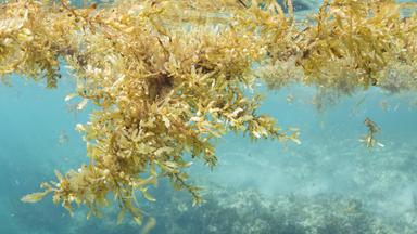 Schwimmende Algen im Meer