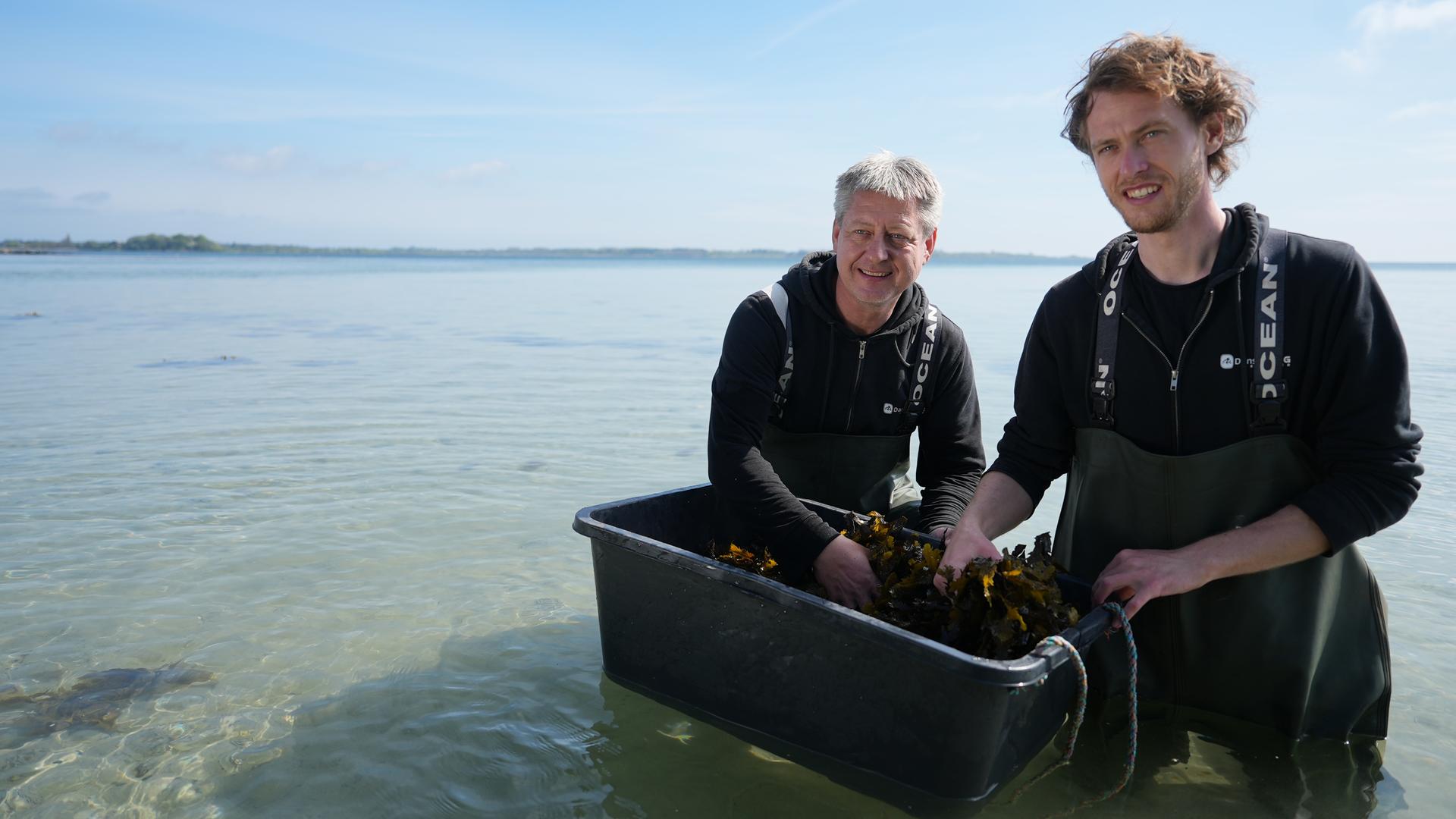 Zwei Männer ernten Algen aus dem heimischen Gewässer.