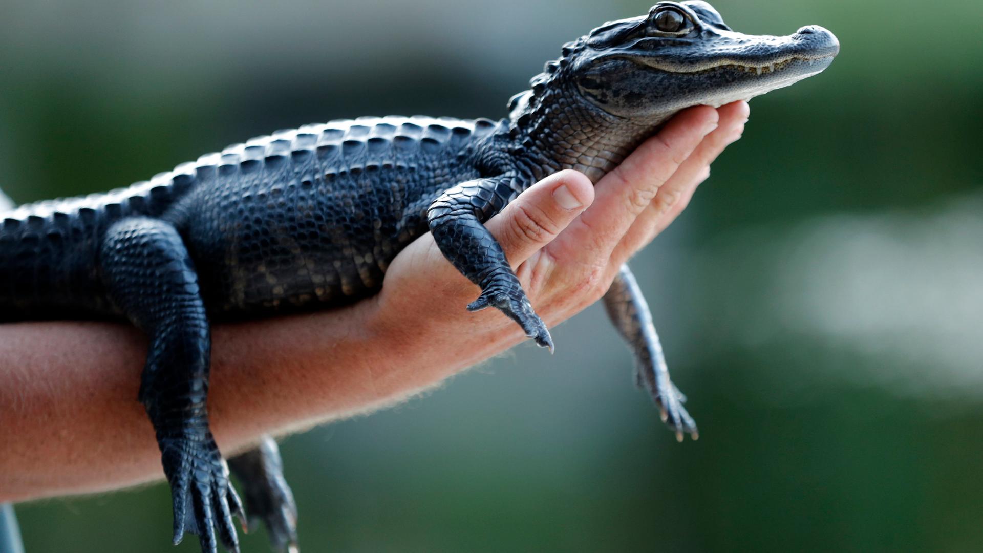 Alligator in den Everglades
