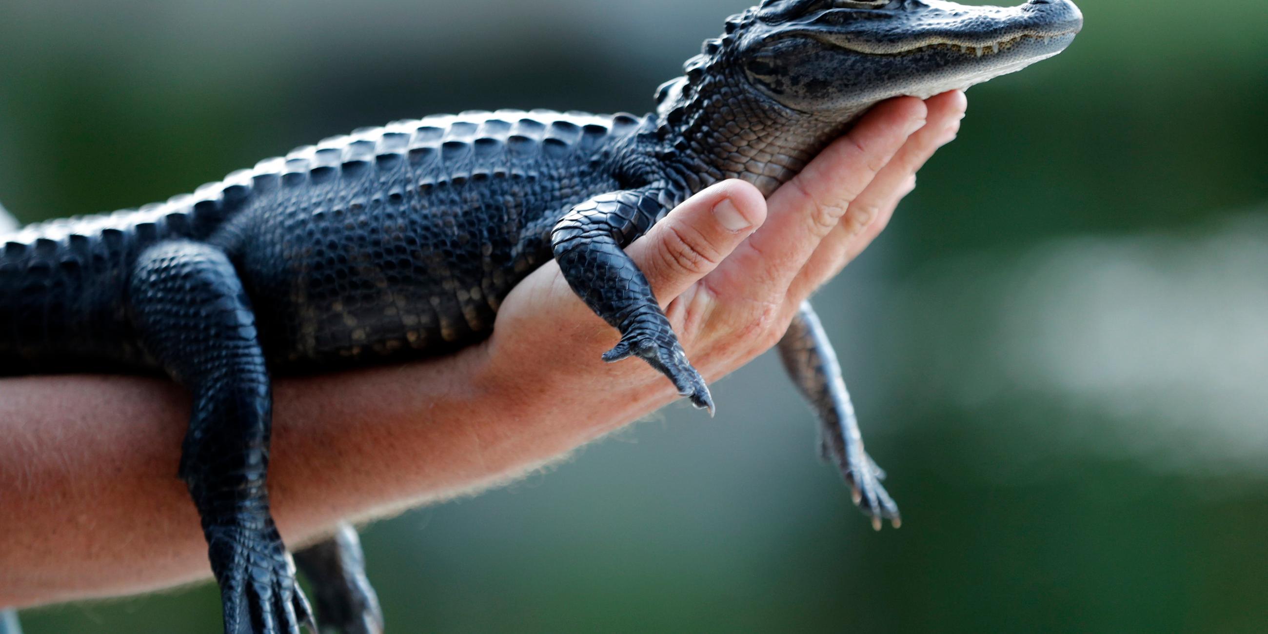 Alligator in den Everglades