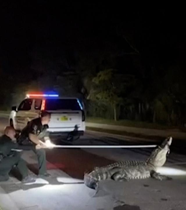 Riesen-Alligator stoppt Verkehr in Florida und wird von Polizei eingefangen