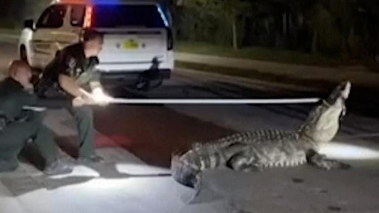 Riesen-Alligator stoppt Verkehr in Florida und wird von Polizei eingefangen