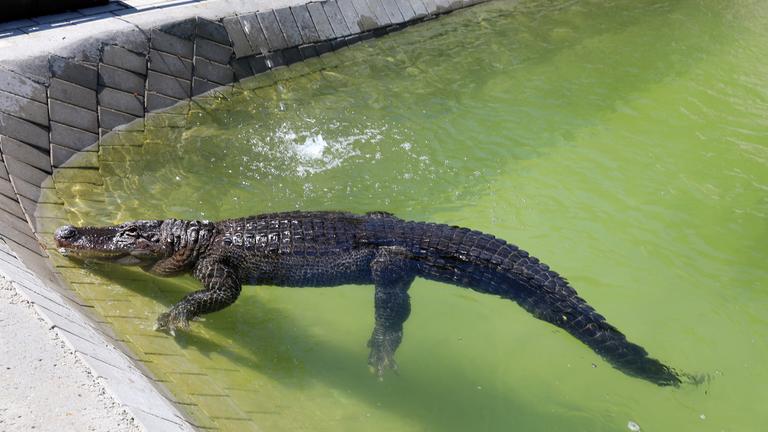 100 Kilo-Alligator als Haustier