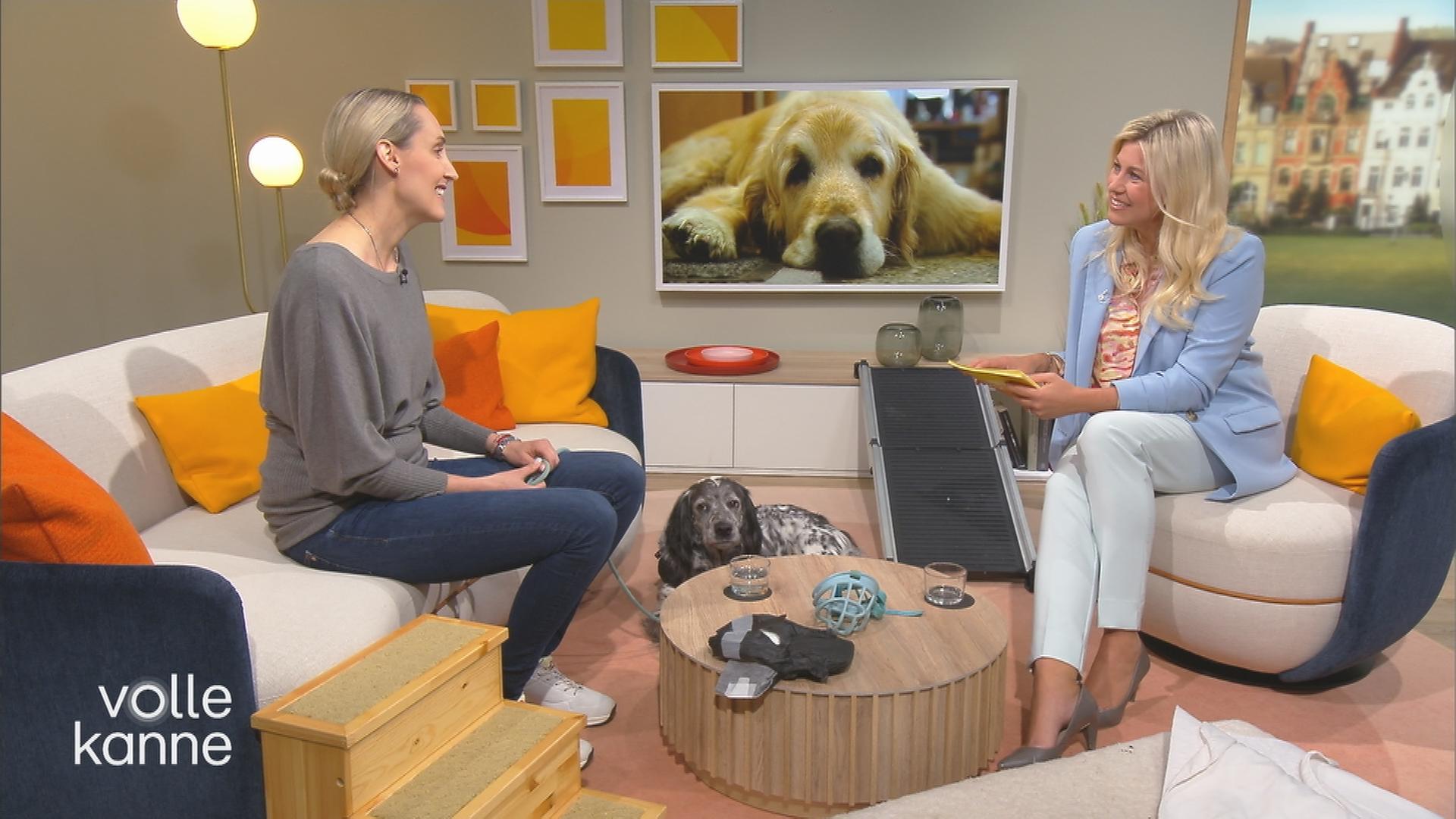 Alltag mit betagten Hunden - Tipps von Tierärztin