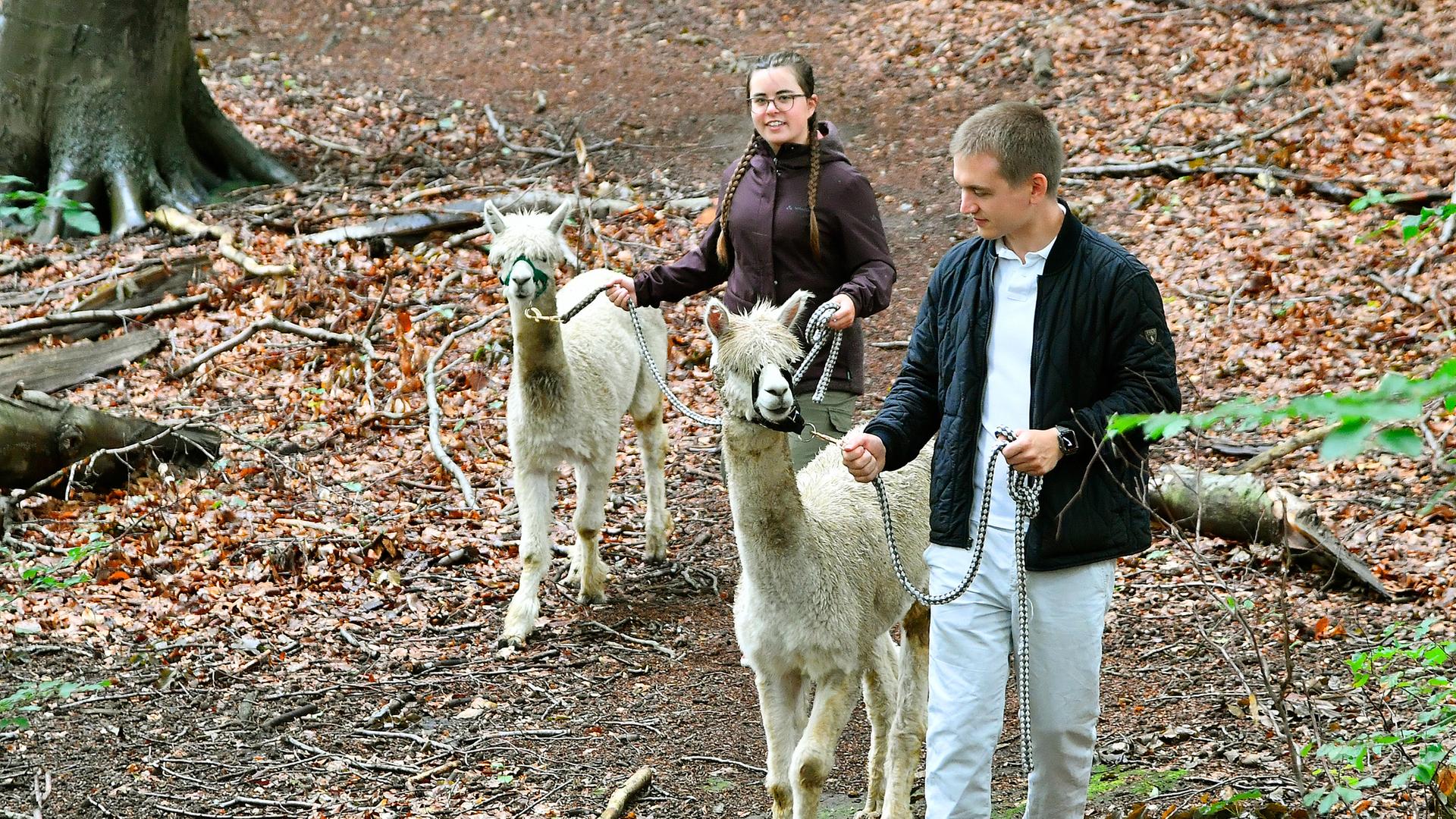 Wanderer führen Alpakas durch Wald bei WittenStockum
