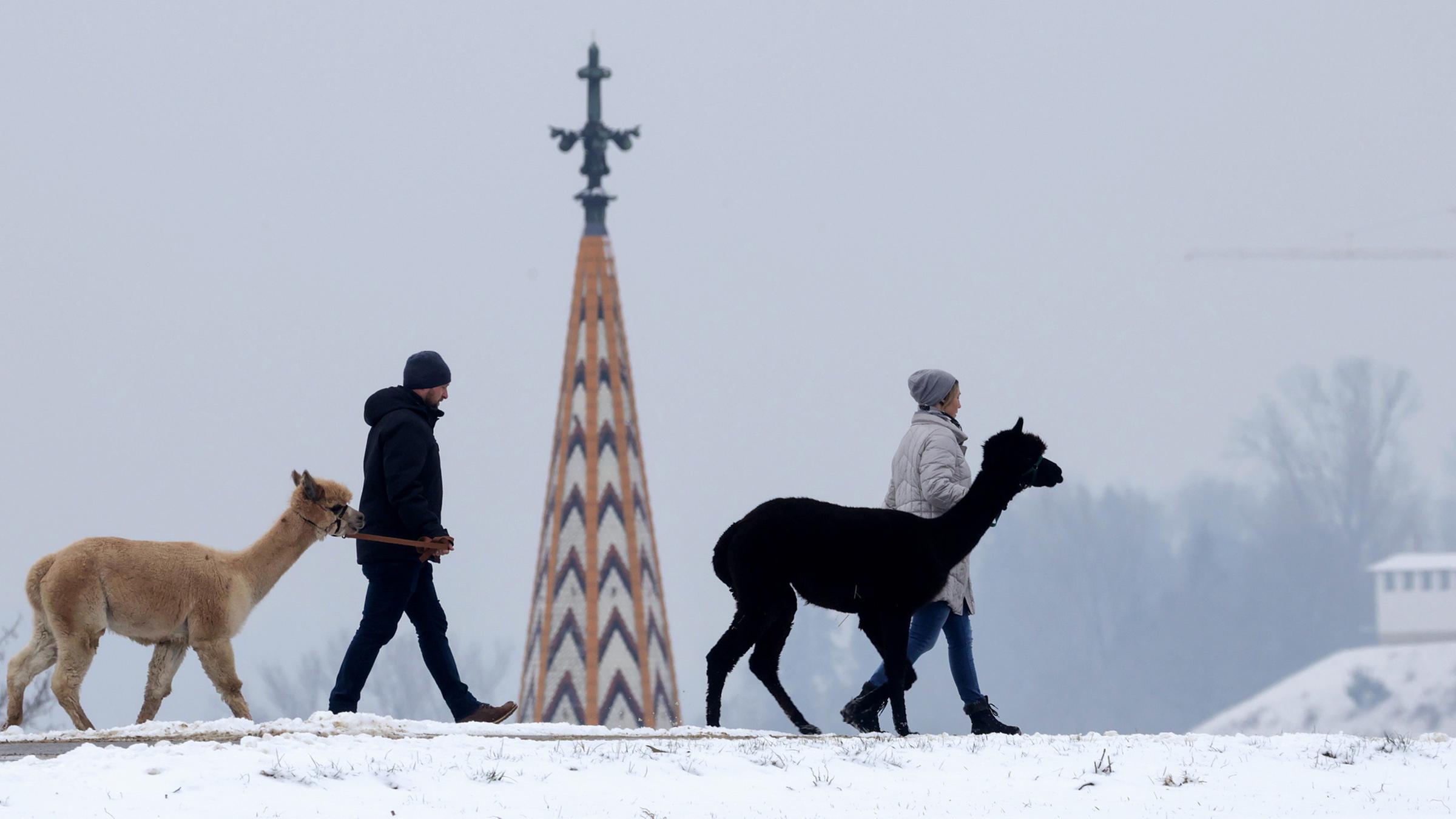 Ein Mann und eine Frau gehen am 11.01.2026 bei Binzwangen mit Alpakas im Schnee spazieren 