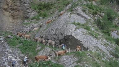 Kühe auf dem Weg zur Alm gehen einen schmalen Pfad am Hang hoch.
