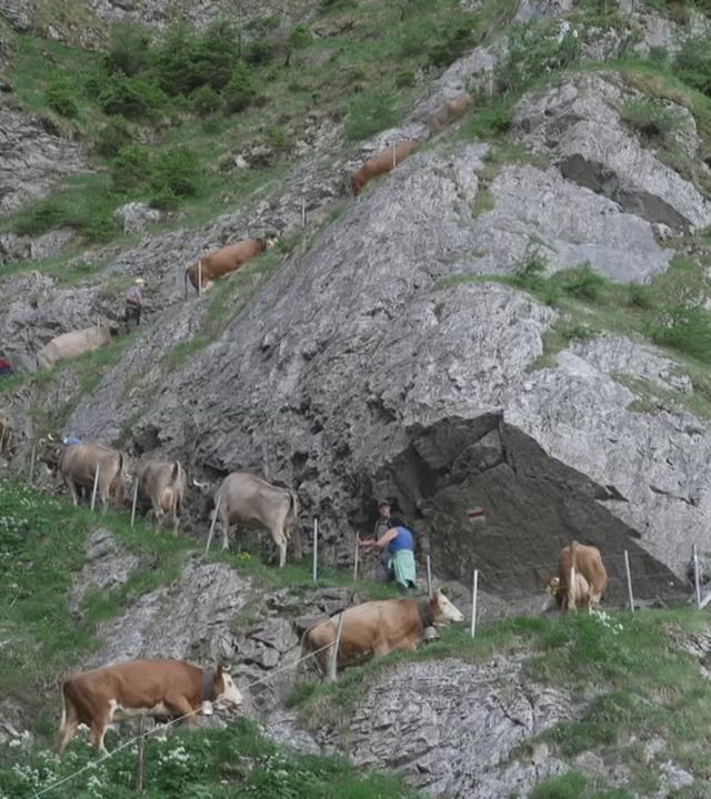 Kühe auf dem Weg zur Alm gehen einen schmalen Pfad am Hang hoch.