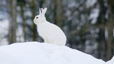 Alpenschneehase in einer winterlichen Umgebung