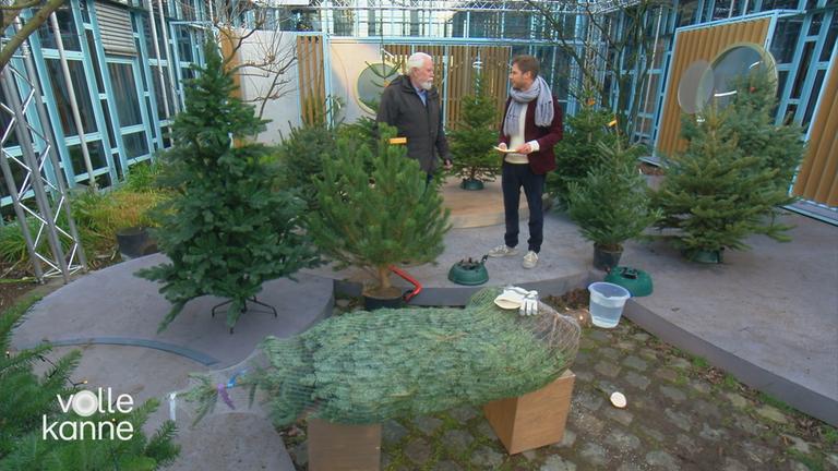 Alternativen zur Nordmanntanne -  Tipps von Elmar Mai