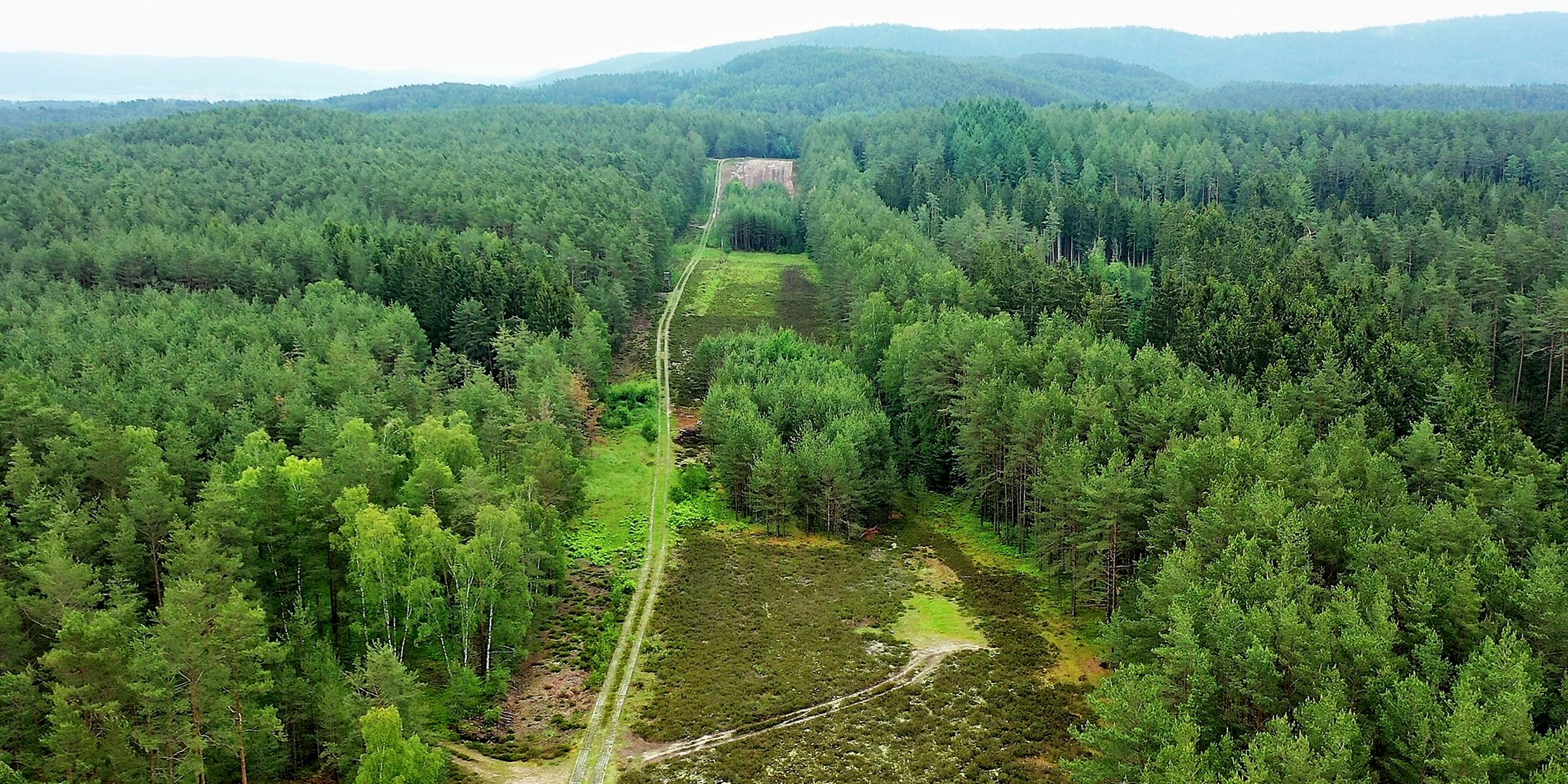 Ein breiter Erdstreifen trennt das Waldgebiet zwischen Thüringen und Bayern.