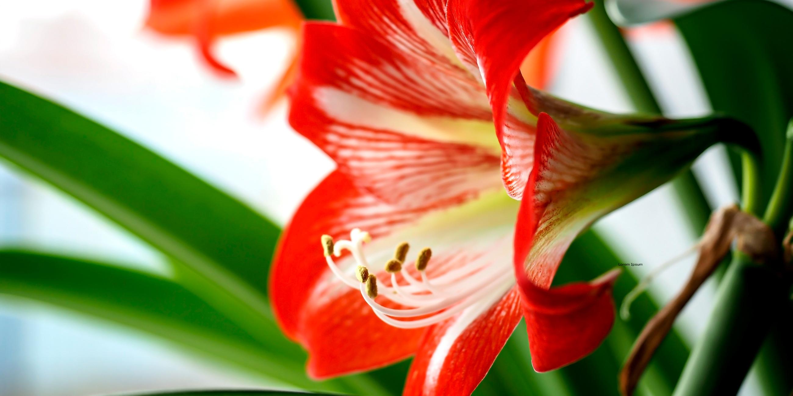Amaryllis