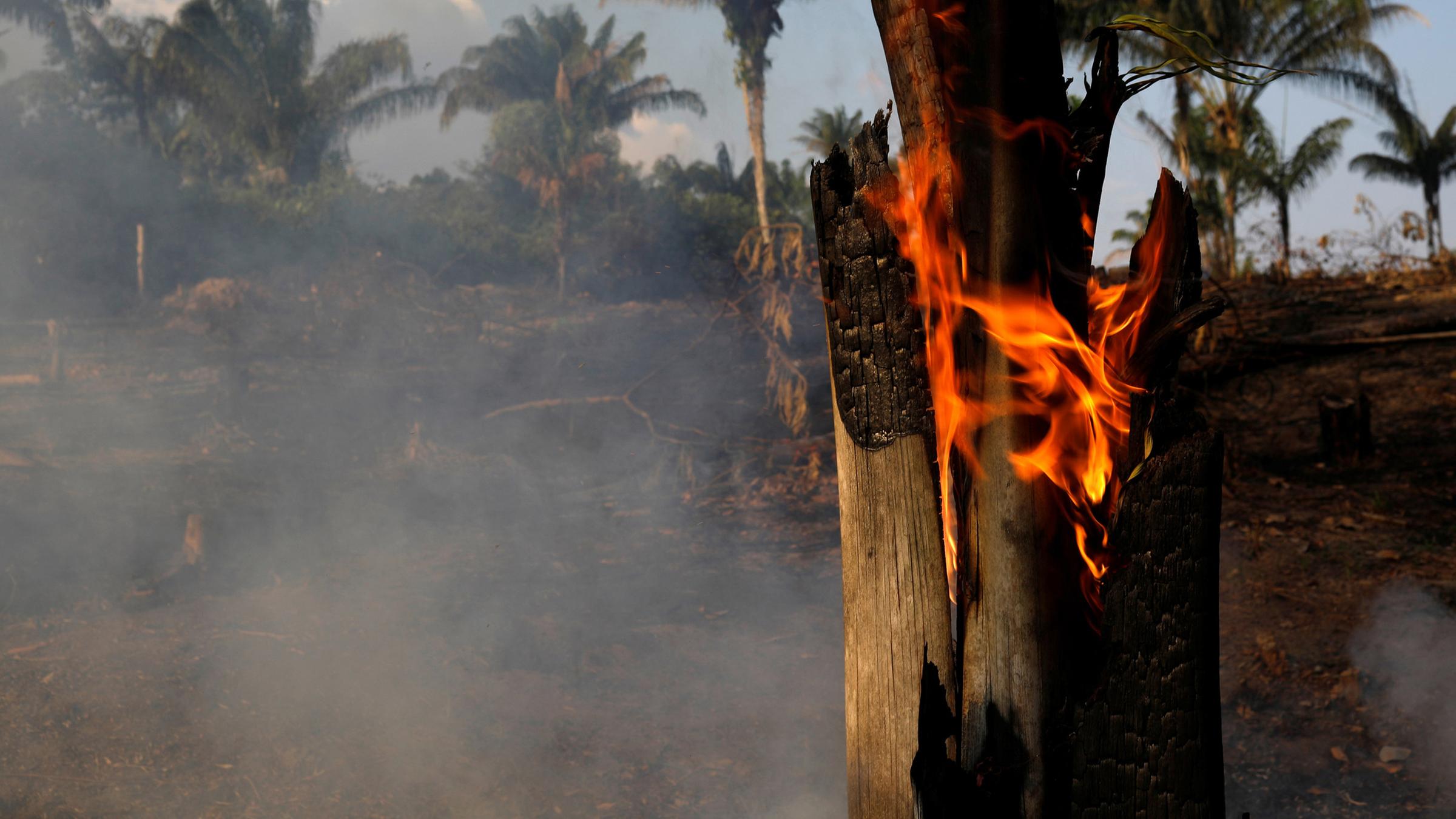 Ein brennender Baum im Amazonas-Regenwald am 20.08.2019