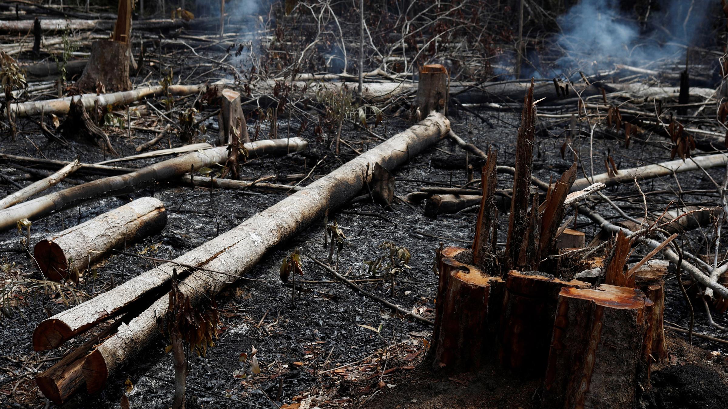 Waldbrände im Amazonas-Regenwald