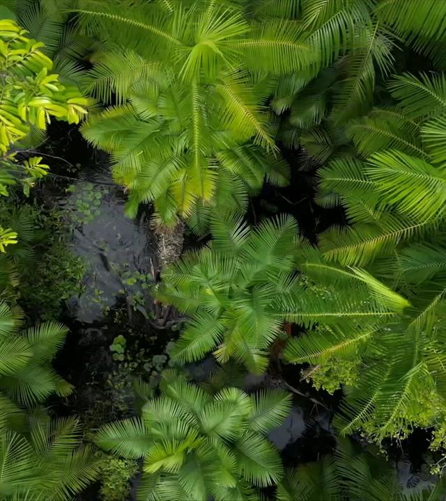 Amazonas