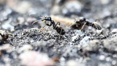 Archiv: Bei einem Kinderspielplatz krabbeln Ameisen auf dem Boden. 