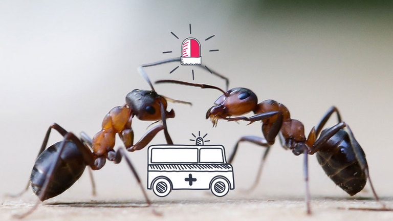 Zwei Ameisen betasten sich