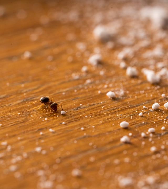 Eine Ameise inmitten von Backpulver-Krümeln auf einer Holzplatte