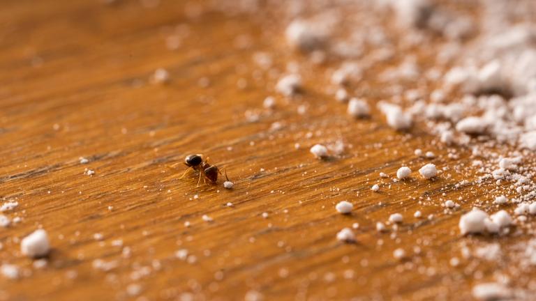 Eine Ameise inmitten von Backpulver-Krümeln auf einer Holzplatte