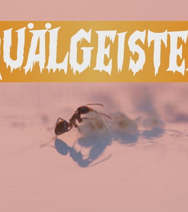 Ameisen in der Küche bekämpfen
