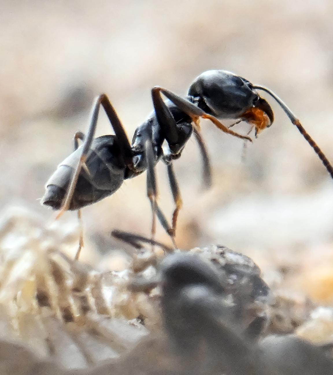 Am Bordstein einer Straße krabbelt eine Ameise.
