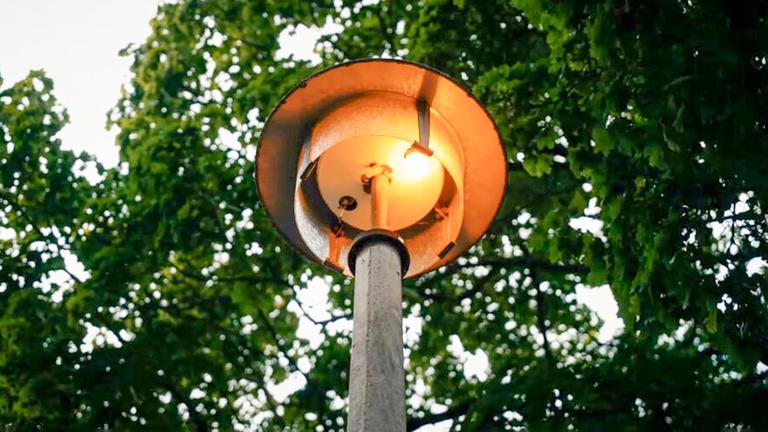 Ameisen sorgen für Dauerbeleuchtung auf Berliner Straßen