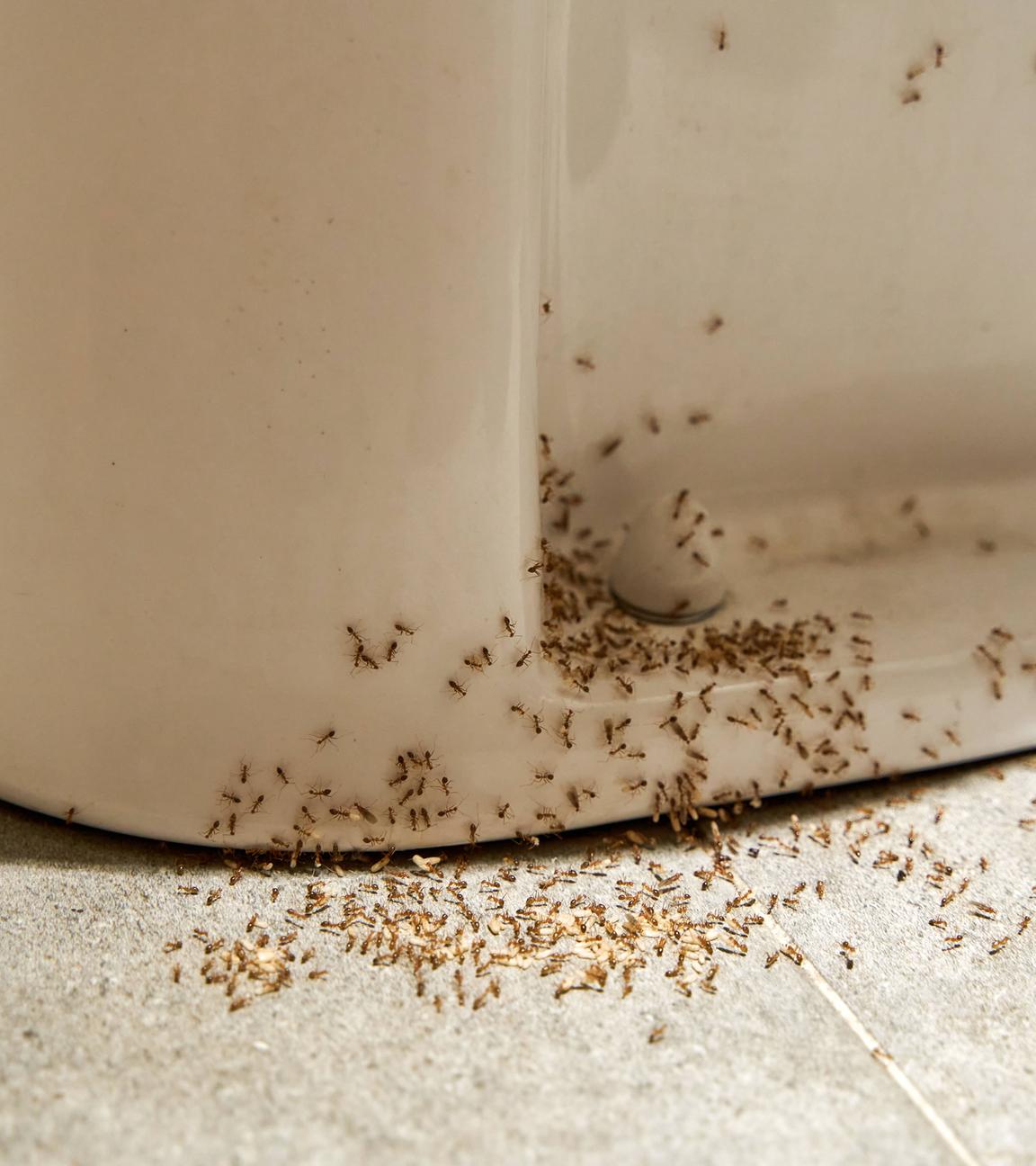 Ameisen im Badezimmer